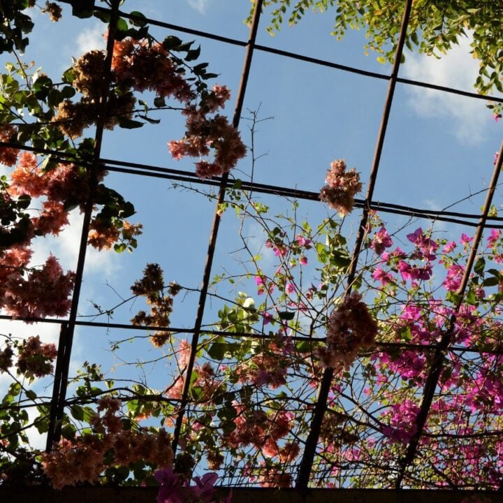 Build a Stunning DIY Garden Trellis Yourself