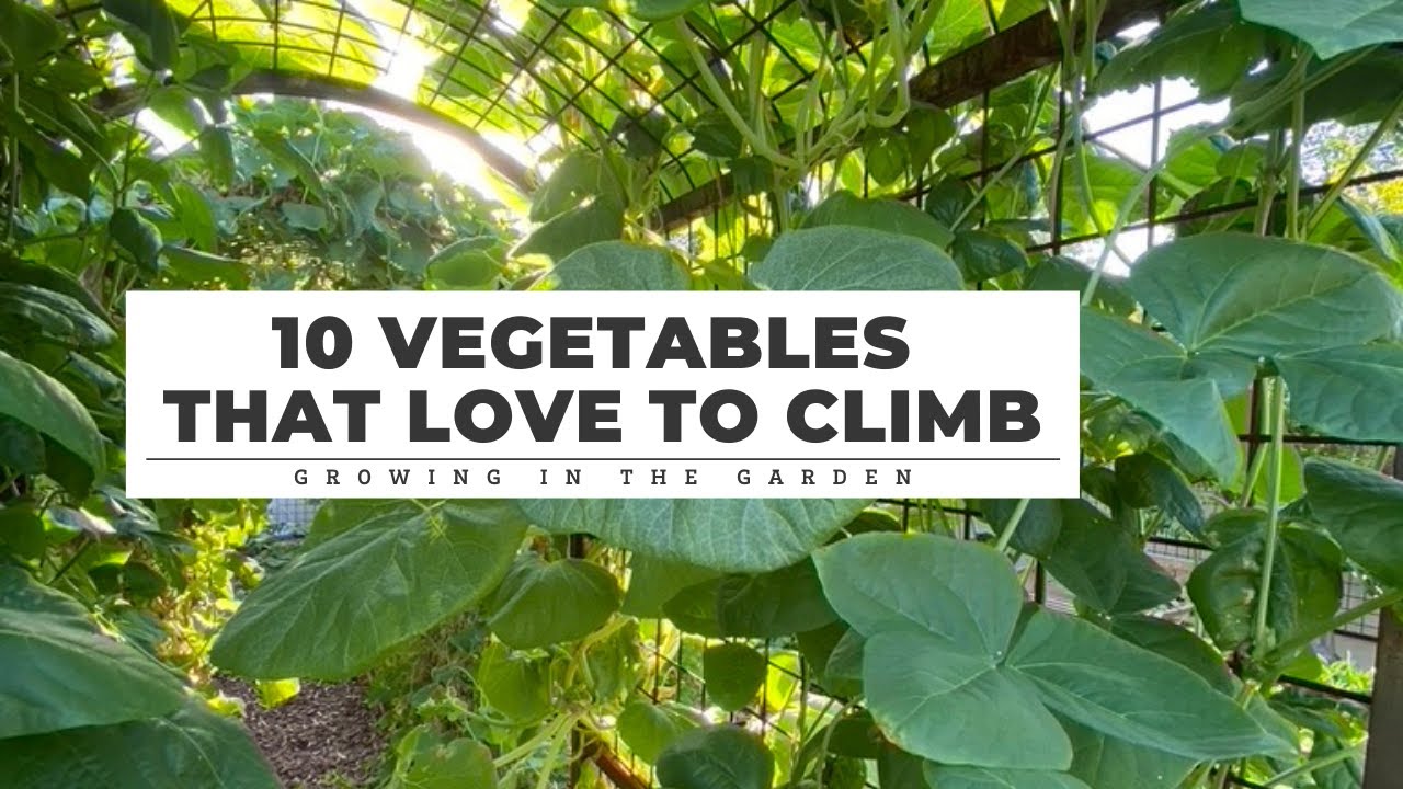 Discover What Vegetables Need a Trellis for Thriving Gardens
