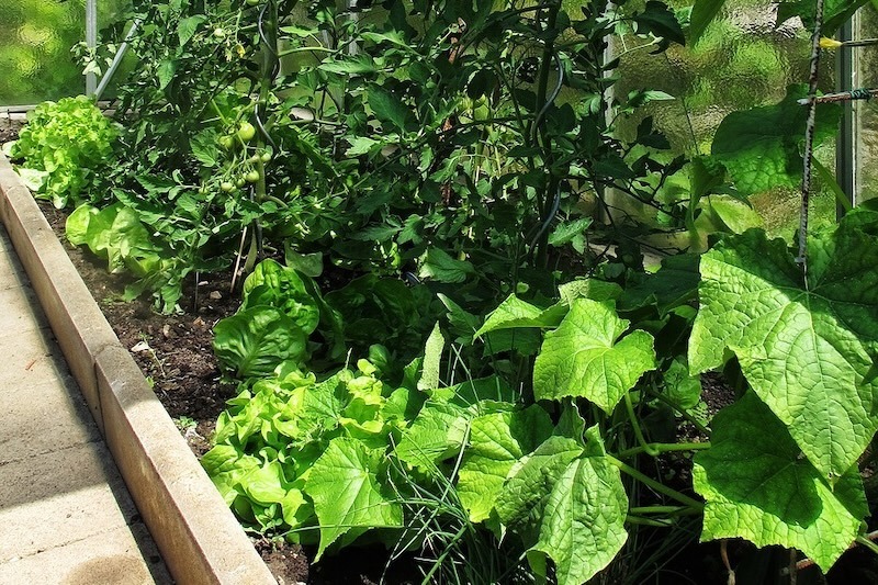 Do Cucumbers Need a Trellis Unraveling the Benefits