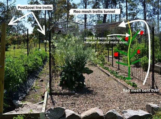 Do Tomatoes Need a Trellis? Essential Tips for Gardeners