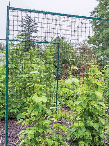 Do Cucumbers Need a Trellis Unraveling the Benefits