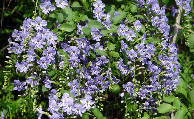 What Flowers to Grow on the Fence – Enhance Your Outdoor Space