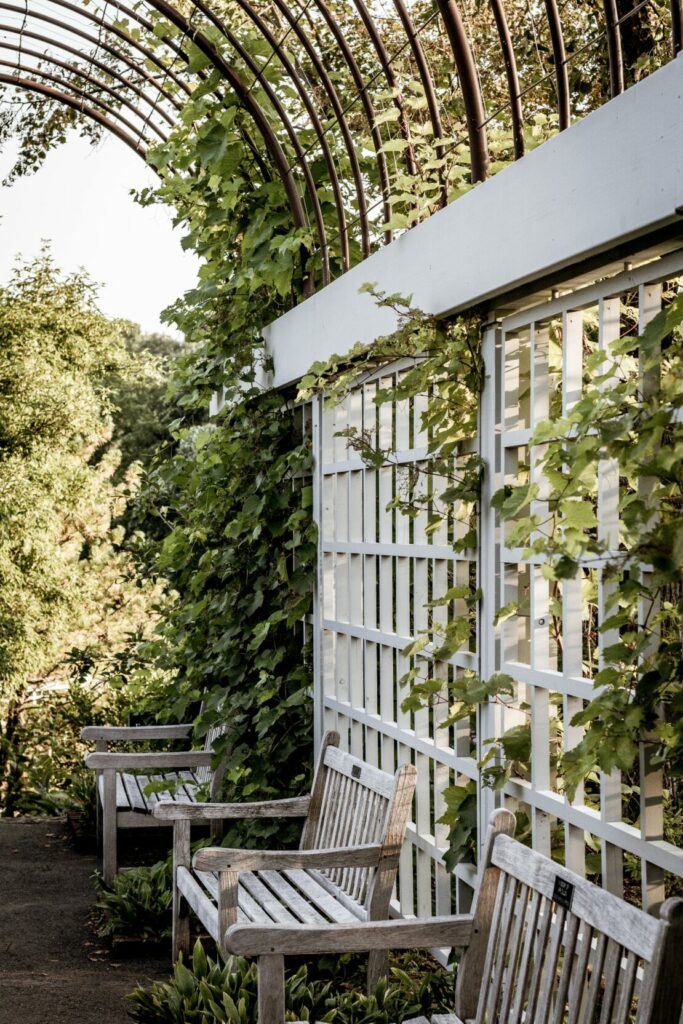What is a Trellis – A Comprehensive Guide to Garden Structures