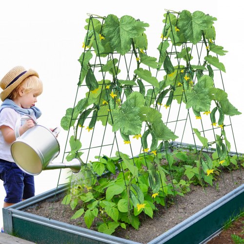 Do Cucumbers Need a Trellis Unraveling the Benefits