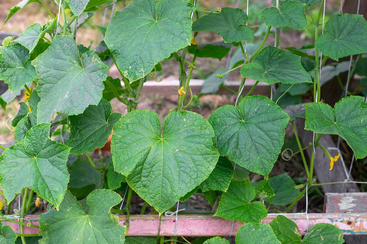 Discover What Vegetables Need a Trellis for Thriving Gardens