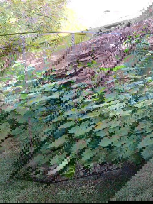 do cucumbers need a trellis unraveling the benefits 698403def376c.jpg