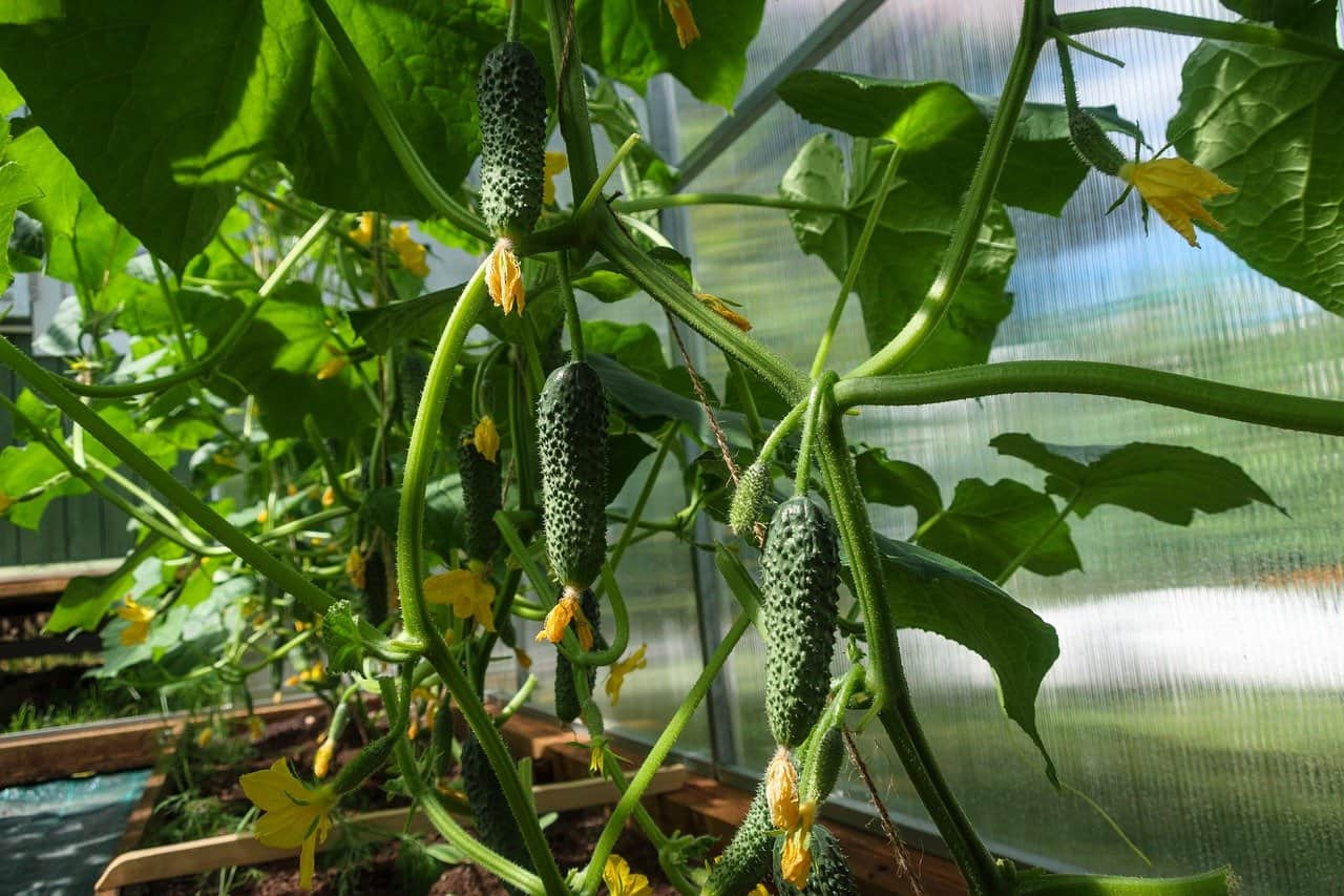 Do Cucumbers Need a Trellis Unraveling the Benefits