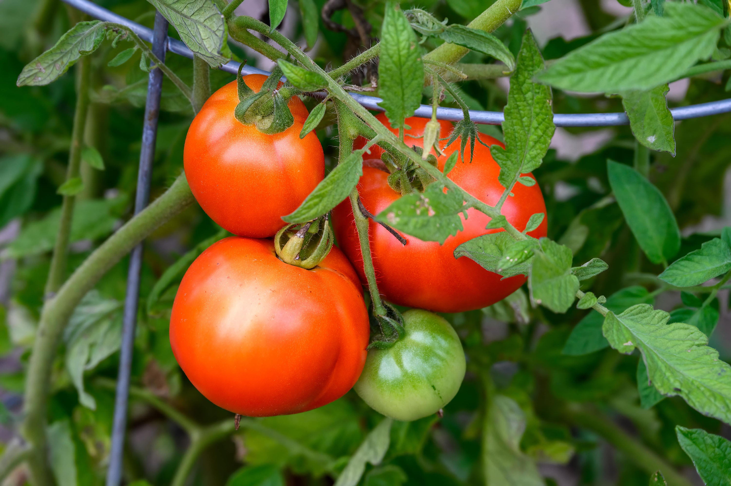 do-tomatoes-need-a-trellis-essential-tips-for-gardeners