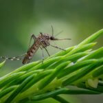 do garden fountains attract mosquitoes