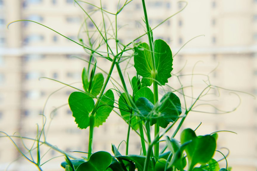 do garden peas require trellis support